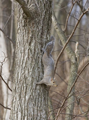 squirrel