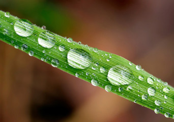 Close-up photo of green grass with waterdrops