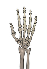 handknochen