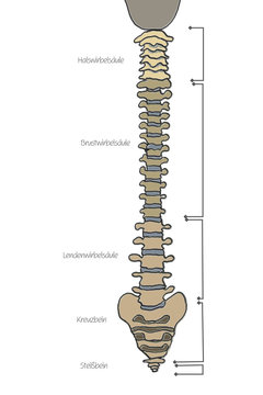 wirbels&auml;ule
