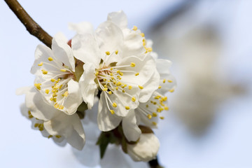 White apricot blossoms in spring