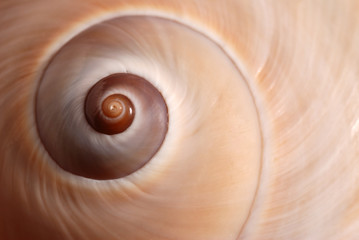 Cockleshell
