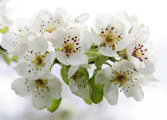 White cherry blossoms in spring