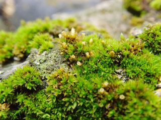 Moss