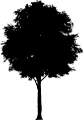 Silhouette a tree. Similar images can be found in my gallery.