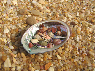 numerous seashells in a single shell