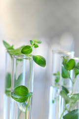 Test Tubes with small plants - 7169608