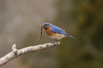 Eastern Blue Bird