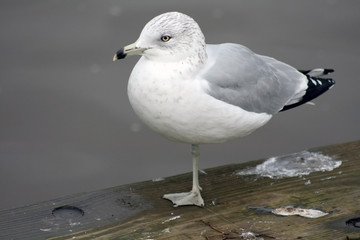 Seagull standing in One leg