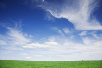 Fototapeta na wymiar Zielone pola pszenicy, białe chmury