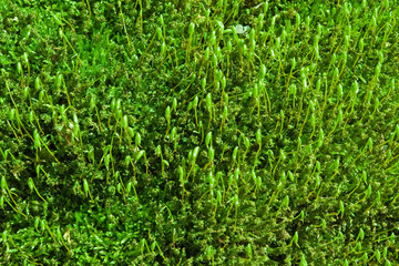 Green moss