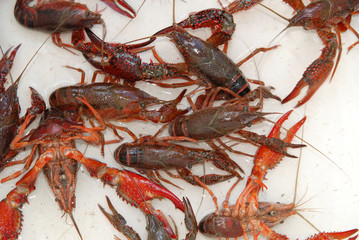 Getting Crayfish ready to boil at a cookout with selective DOF