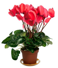 Cyclamen plant