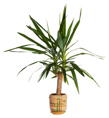 House palm (yucca) - obrazy, fototapety, plakaty