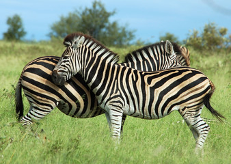 Fototapeta premium Burchell's Zebra
