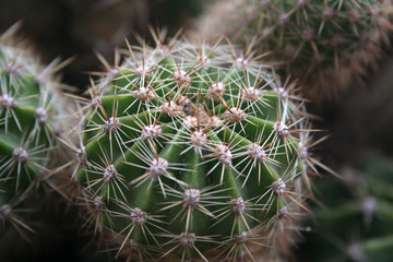 cactus - close-up