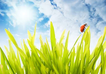 Poster Vers groen gras over bewolkte hemel © Nejron Photo