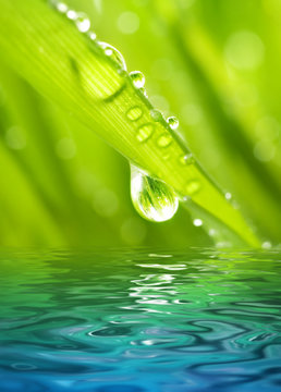 Morning dew on a green grass reflected in rendered water