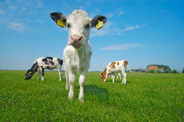 cute baby cow