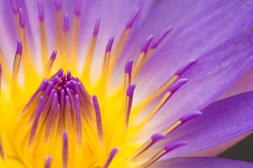 Photo sur Plexiglas Nénuphars water lily closeup
