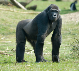 Naklejka premium male gorilla