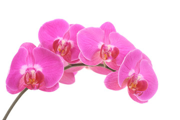 Obraz na płótnie Canvas pink orchid
