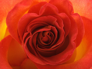 Red-yellow rose