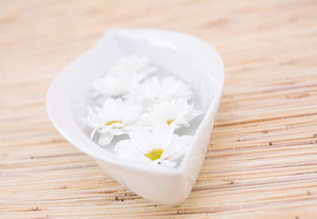daisy in the bowl