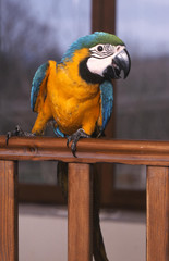 ara araruana © CALLALLOO CANDCY