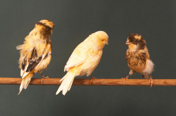 trois canari anglais