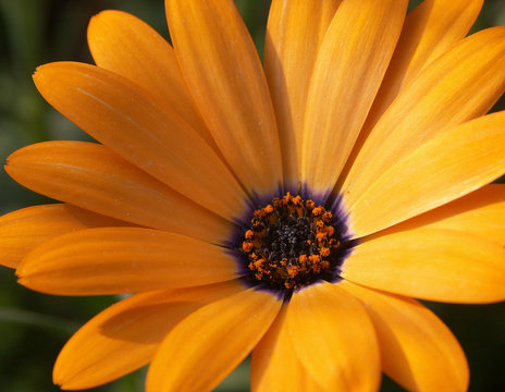 Fiore arancione
