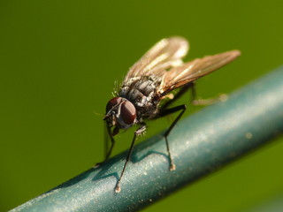 Fliege