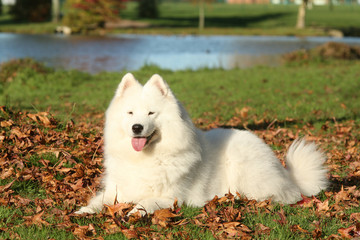 Samoy&egrave;de couch&eacute;