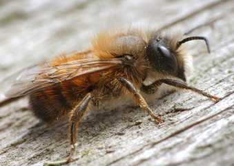 Rotpelzige Sandbiene_01