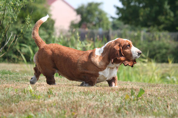 basset hound qui court