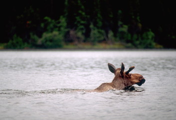 schwimmender Elch
