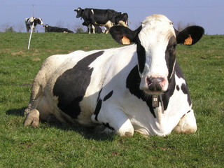 holstein 5