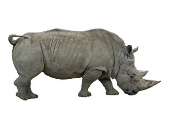 Rhinoceros isolated on white