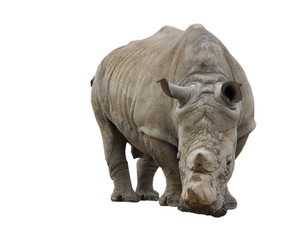 Naklejka premium white rhinoceros isolated on white