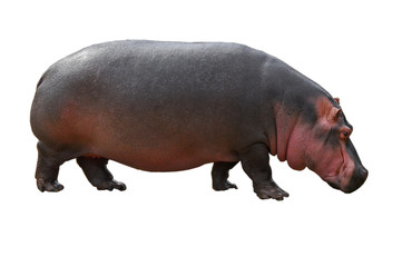 Hippopotamus isolated on white