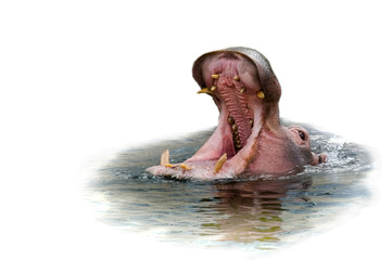 Hippo Yawning isolated on white