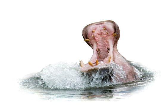 Hippo yawning isolated on white