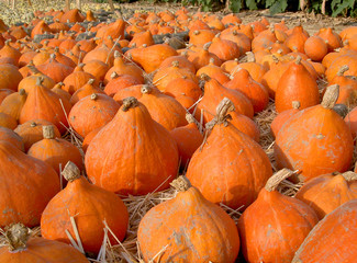 tas de citrouilles 