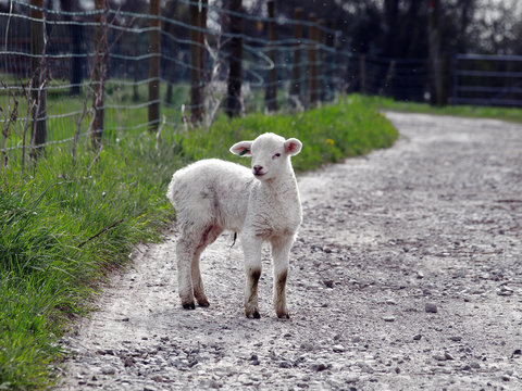 Young Lamb on a farm pathway