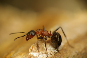Ant