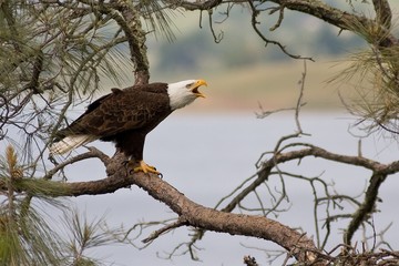 Bald Eagle