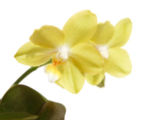 yellow phalaenopsis orchid, isolated on white,