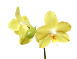 Obraz na płótnie Canvas yellow phalaenopsis orchid , isolated on white