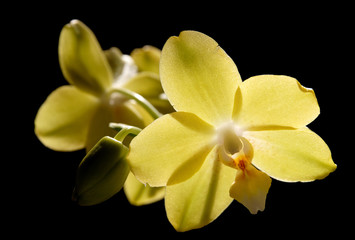 Fototapeta na wymiar yellow backlit phalaenopsis orchid , isolated on black