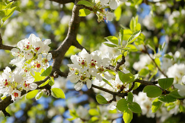 white pear flowers